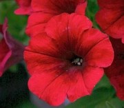 Petunia Capella Ruby Red 1